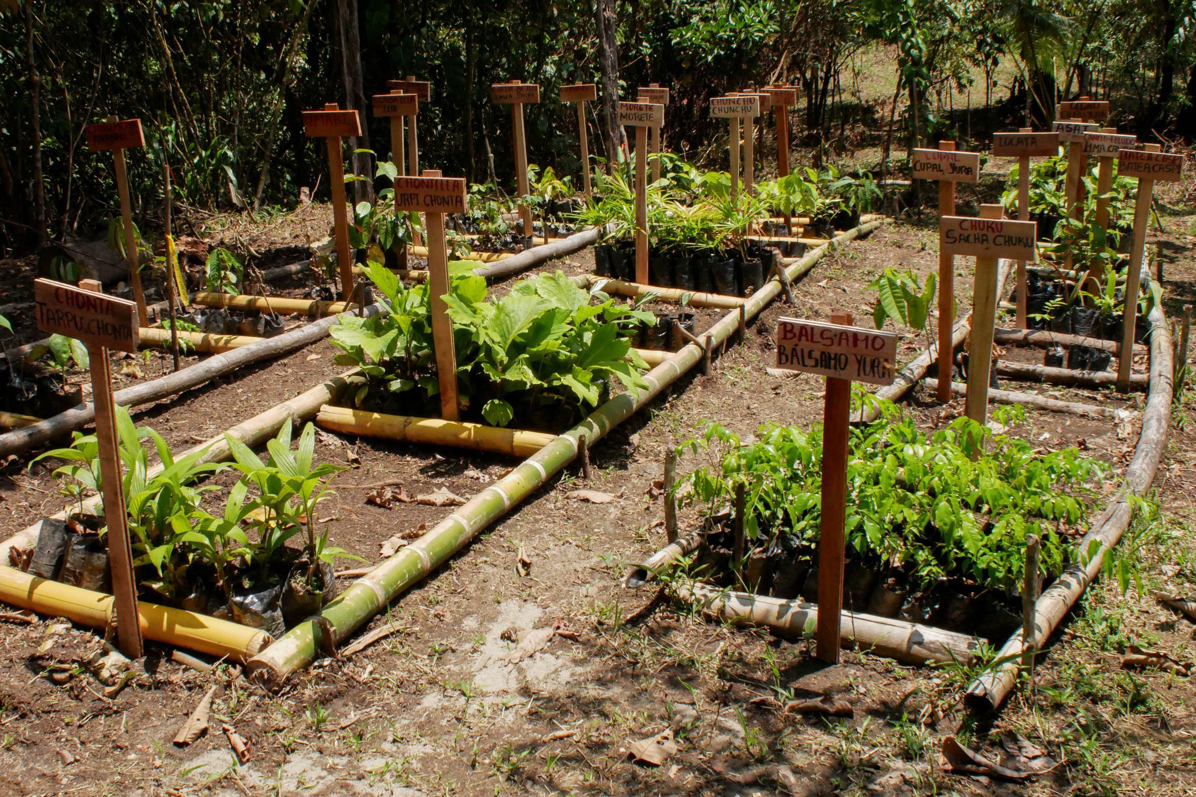 Vivero Sacha Waysa