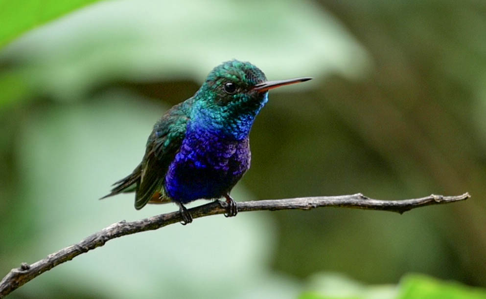 Colibri Reserva Buenaventura