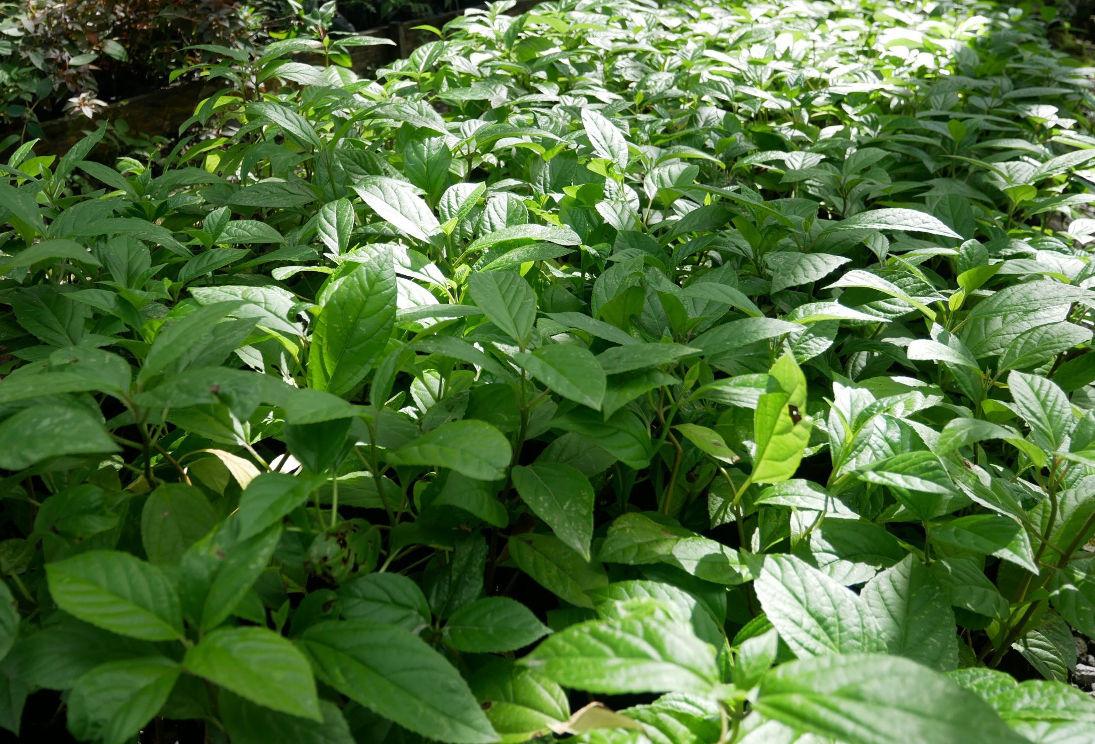 Vivero Piganta